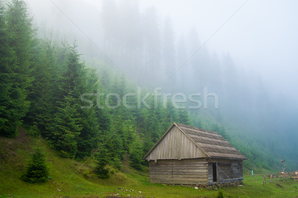 Frumos pin copaci munţi verde ceaţă Imagine de stoc © master1305