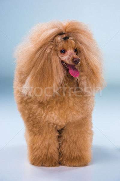 Rood speelgoed poedel puppy grijs permanente Stockfoto © master1305