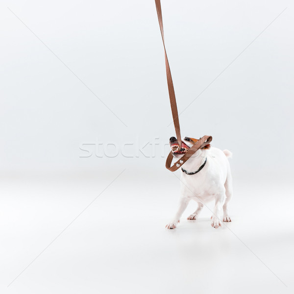 Pequeño jack russell terrier blanco jugando perro pelo Foto stock © master1305