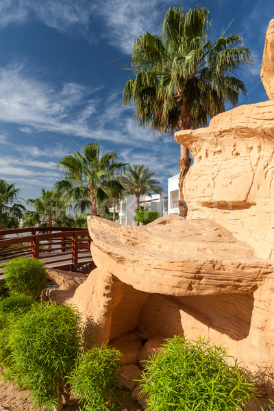 Foto stock: Tropicales · jardín · Egipto · flor · hierba · sol