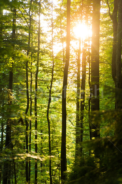 Belle pin arbres montagnes vert Ukraine [[stock_photo]] © master1305