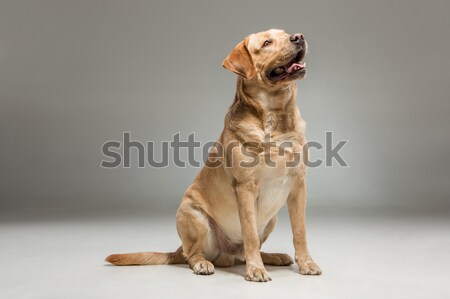 Labrador retrieve on gray background Stock photo © master1305