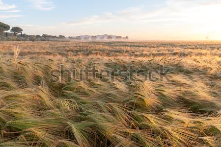 年輕 小麥 成長 綠色 農場 場 商業照片 © master1305