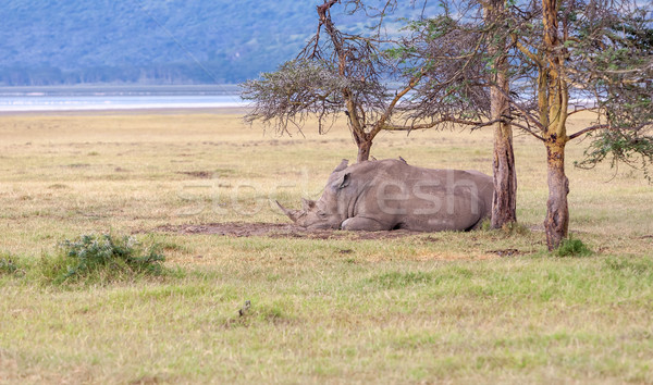 Safári rinoceronte adormecido savana verde viajar Foto stock © master1305