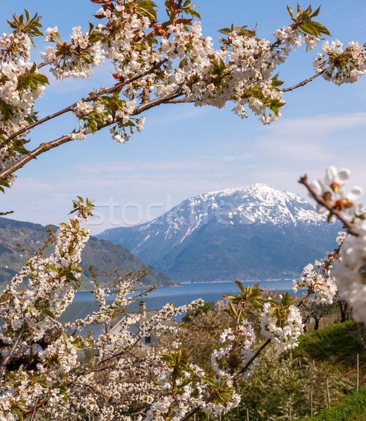 Paisaje montanas noruego primavera vista Foto stock © master1305