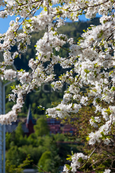 Cherry blossoms against  on a background of green mountains  Stock photo © master1305