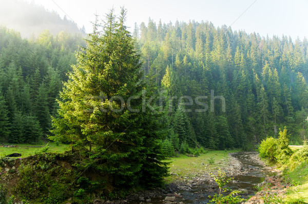 Stock fotó: Gyönyörű · fenyőfa · fák · hegyek · zöld · Ukrajna