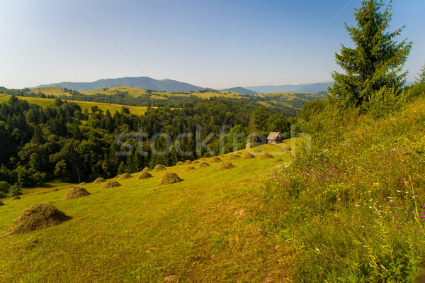 Stockfoto: Mooie · bergen · groene · Oekraïne · hemel