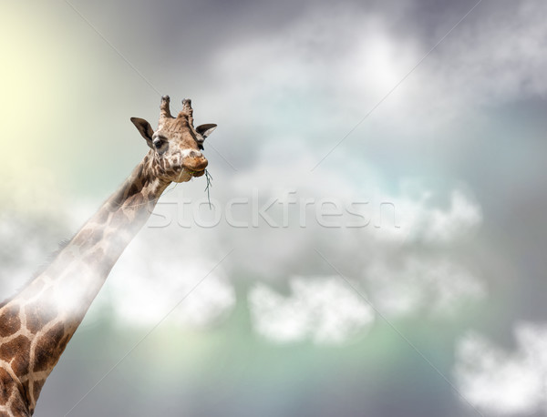 The head of a giraffe above white clouds in gray sky Stock photo © master1305
