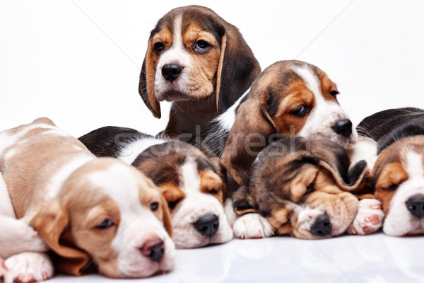 Stock foto: Beagle · Welpen · weiß · andere · schlafen · Welpen