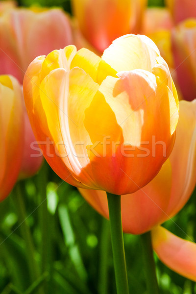 Tulip field in Keukenhof Gardens, Lisse, Netherlands Stock photo © master1305