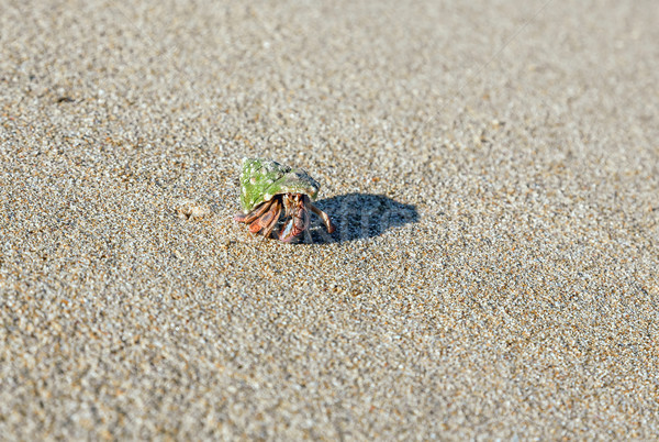 hermit crab on the beach  Stock photo © master1305