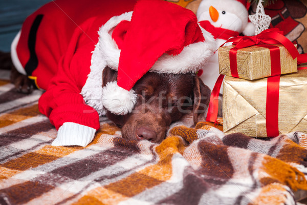 The black labrador retriever lying with gifts on Christmas decorations background Stock photo © master1305