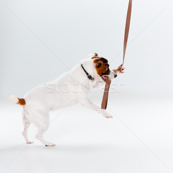 Pequeno jack russell terrier branco jogar cão diversão Foto stock © master1305