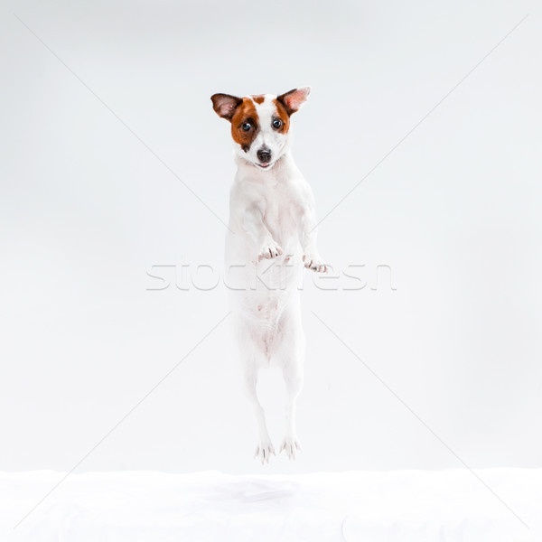 Pequeno jack russell terrier branco jogar cão estúdio Foto stock © master1305