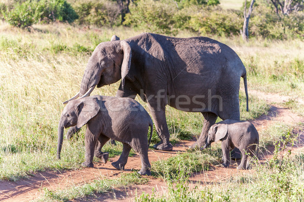 elephant family walking in the savanna Stock photo © master1305