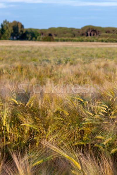 Сток-фото: пшеницы · растущий · зеленый · фермы · области · молодые