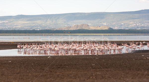 Flock of greater  pink flamingos  Stock photo © master1305