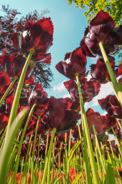 Tulipán mező kertek színes tulipánok közelkép Stock fotó © master1305
