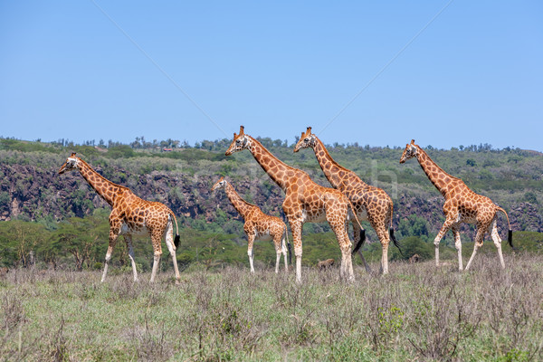 Stock fotó: Zsiráfok · nyáj · szavanna · vad · Kenya · Afrika