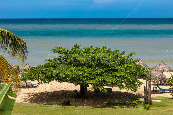 tropical garden and  the ocean beach Stock photo © master1305