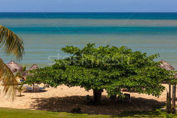 tropical garden and  the ocean beach Stock photo © master1305