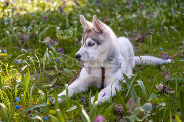 Portrait of puppy Siberian Husky Stock photo © master1305