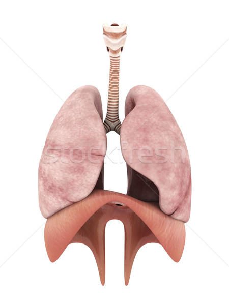 model of the lungs Stock photo © mastergarry