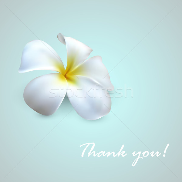 vector background with exotic frangipani flower. Thank you!  Stock photo © maximmmmum