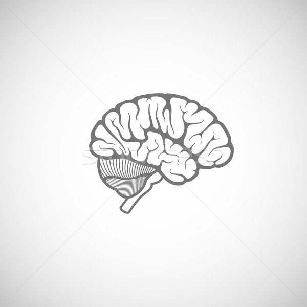 vector illustration of human brain  Stock photo © maximmmmum