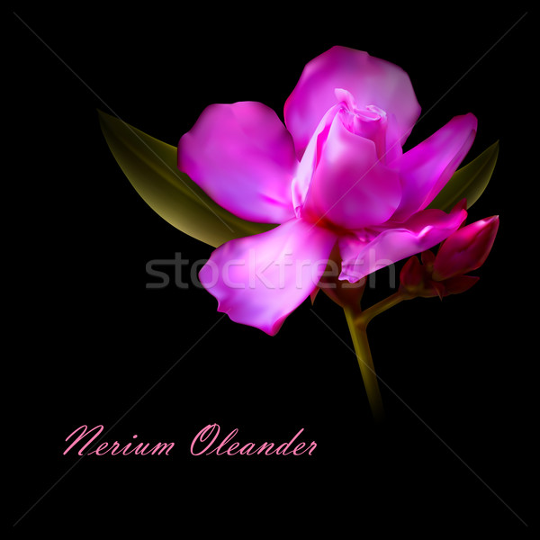oleander stock photos stock images and vectors stockfresh