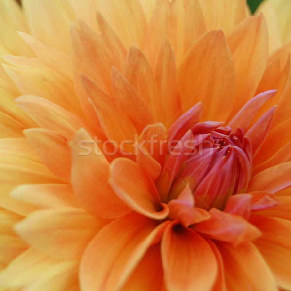Close-up Image of Beautiful Orange Chrysanthemum Stock photo © maxpro