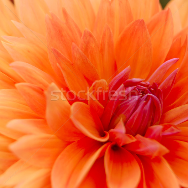 Primer plano imagen hermosa naranja crisantemo flor Foto stock © maxpro