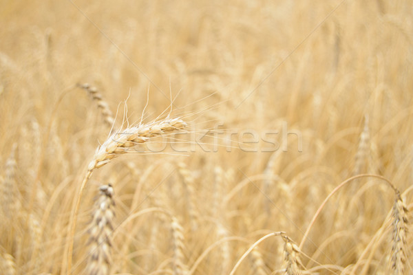 Or blé oreilles récolte [[stock_photo]] © maxpro
