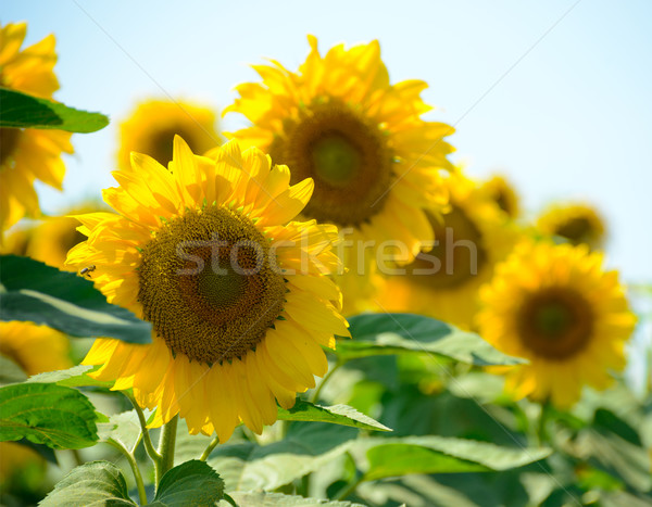 Field of Beautiful Bright Sunflowers Against the Blue Sky Stock photo © maxpro