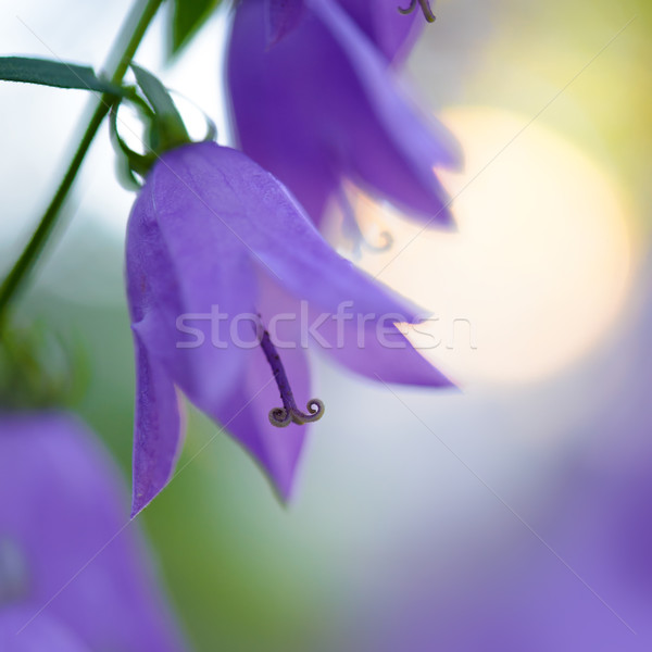 Beautiful Violet Campanula Flowers Stock photo © maxpro
