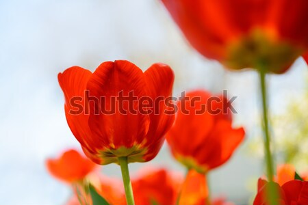Stock photo: Beautiful Red Tulips in Field under Spring Sky in Bright Sunlight