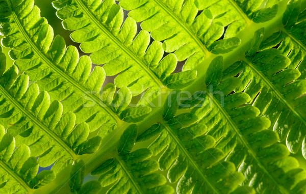 Görüntü taze yeşil eğreltiotu yaprak Stok fotoğraf © maxpro