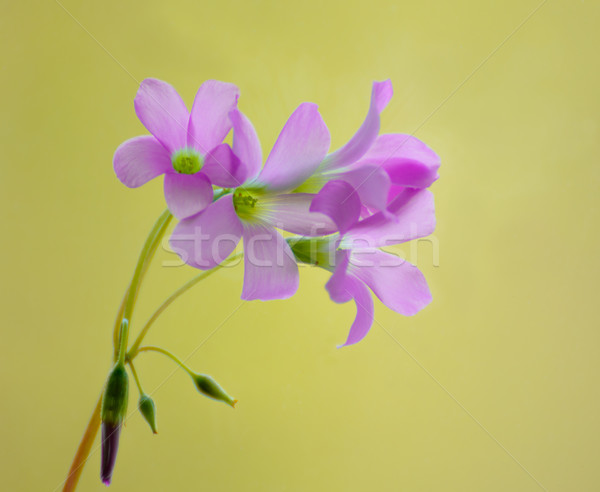 Beautiful Small Pink Sorrel Flowers on the Green Background Stock photo © maxpro