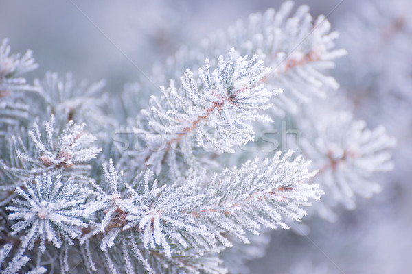 Winter and Christmas Background. Close-up Photo of Fir-tree Branch Covered with Frost. Stock photo © maxpro