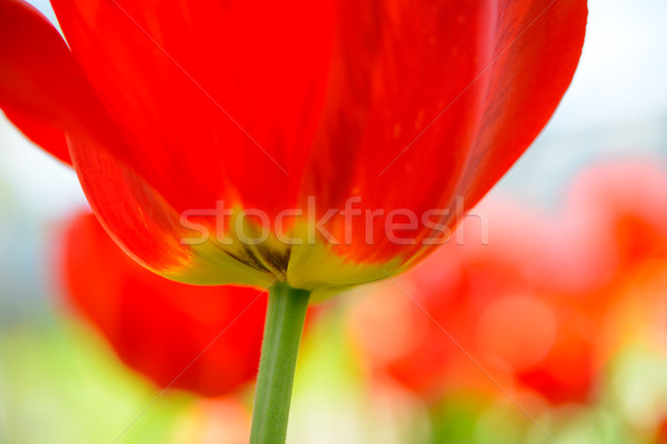 Close up of Beautiful Red Tulip in Field under Spring Sky in Bright Sunlight Stock photo © maxpro