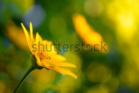 Jasne żółty Daisy kwiat kwiatowy obraz Zdjęcia stock © maxpro