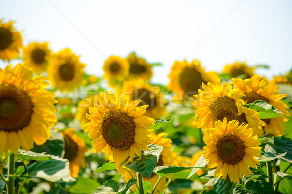 Field of Beautiful Bright Sunflowers Against the Blue Sky Stock photo © maxpro