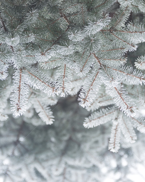 Kış Noel fotoğraf şube kapalı Stok fotoğraf © maxpro