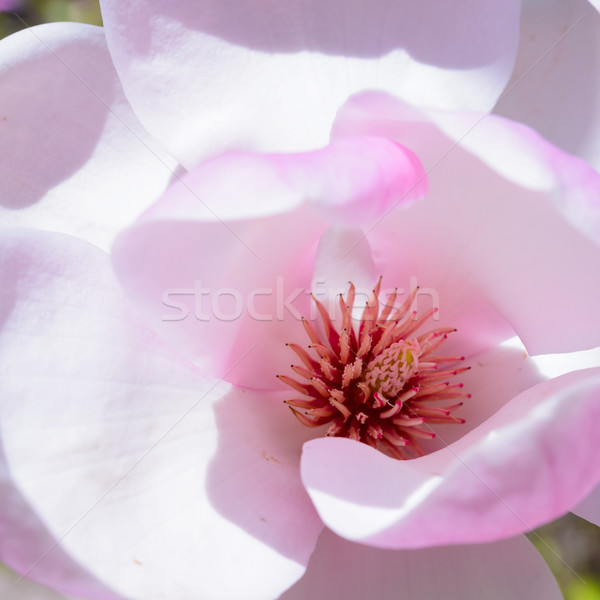 Close up of Beautiful Pink Magnolia Flower. Spring Floral Background Stock photo © maxpro