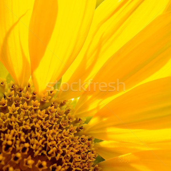 Сток-фото: красивой · ярко · подсолнечника · лет · цветок