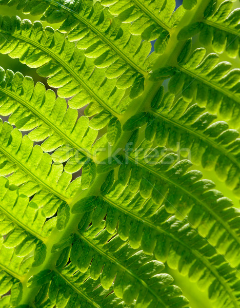 Bild frischen grünen fern Blatt Stock foto © maxpro