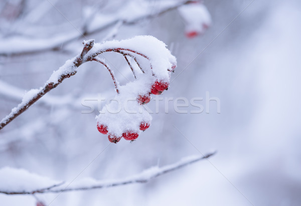 Red Rowan Berries Covered With Fresh Snow Stock photo © maxpro