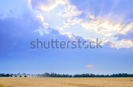 Four Combine Harvesters Harvesting Wheat in Field under Beautiful Sunset Sky Stock photo © maxpro