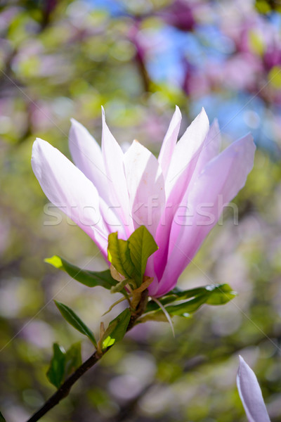 Schönen rosa Blumen Frühling floral Stock foto © maxpro